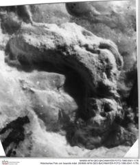 Historisches Foto von Isopoda indet. (NHMW-AFW-GEO-BACHMAYER-FOTO-1990-0041-1178)